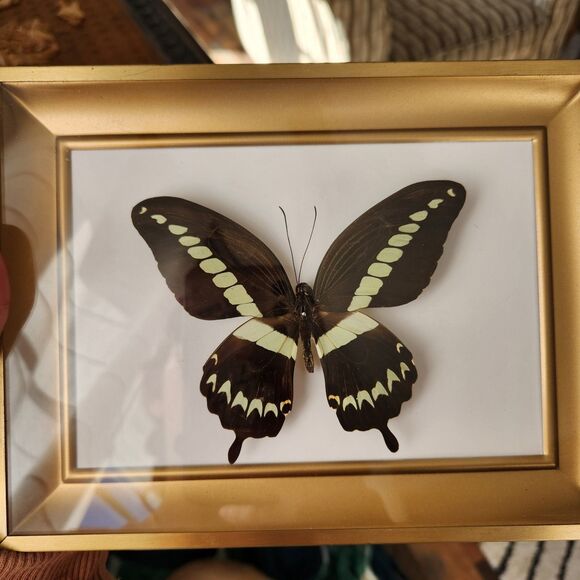 Mounted Real Butterfly Papilio gigon Indonesian Swallowtail Specimen Taxidermy - Picture 4 of 7